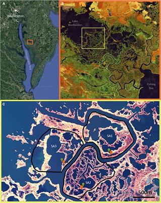 Mechanisms of Pond Expansion in a Rapidly Submerging Marsh